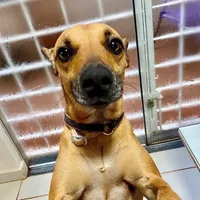 original sound - tulipa_caramela