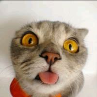 petlover_video