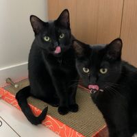 adventuresofnikkoandnala