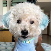theojefe