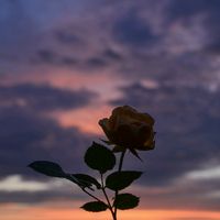 оригинальный звук