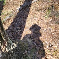 that_lumberjack