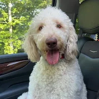 original sound - _goldendoodlecooper