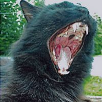 inebriatedrevenant