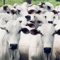 original sound - fazendatresquedas