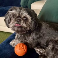 miamayatheshihtzu