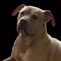 original sound - plugggodfather