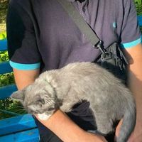 suara asli - wongsantai_