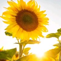 Maria passa na frente. Pe. Marcelo