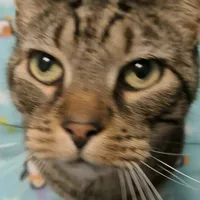 original sound - sebbblol