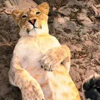 original sound - about_nature_animals