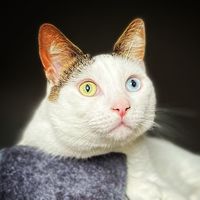 all_de_pets