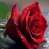 original sound - forever_hermosa