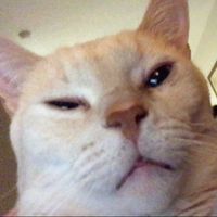 He like da belly rub