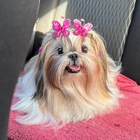 grifinoria_shihtzu