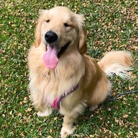 oliviathegolden_dog