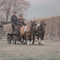 horsesmovies_