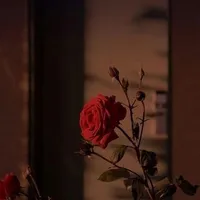 original sound - shababik11