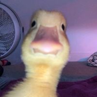 conta_secreta_de_signo