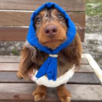 indytheminidoxie