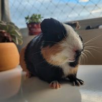 amora.aporquinha