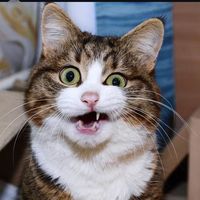 cats_vedious