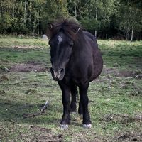 elain.ryhma.fin