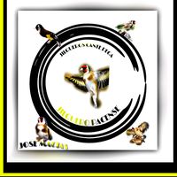 jilgueros_cante_pega