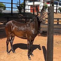 criatoriogomesmarcon