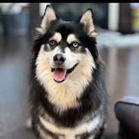 zeus.the.pomsky