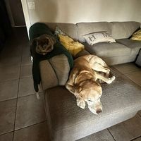 caydabs