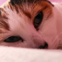 asuka_vilu