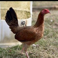 paco.flores181