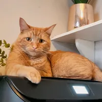 original sound - thehouseofpawsandclaws