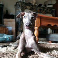 sherlocktheiggy
