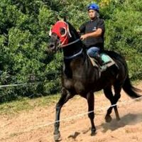 caballos_argentina1