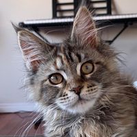 a.cat.named.fig