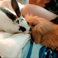 coco_danelion