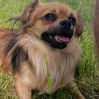 оригінальний звук