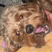 original sound - shopwithhou