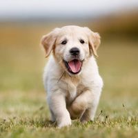 derhund_2