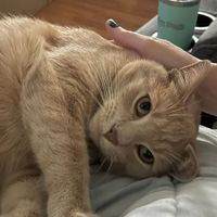 60pawsand14tails