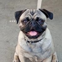 pugponchito