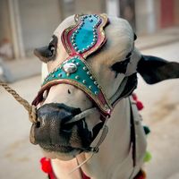 qurbanishouqeen