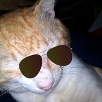 mishicaso
