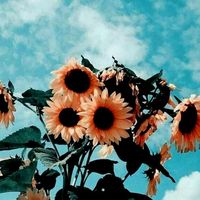 naty_2000p