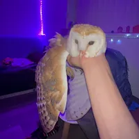 original sound - aurorajorsini