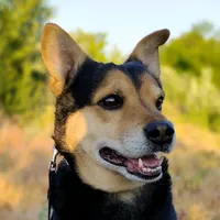 original sound - sergeykosariev