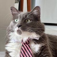 theo_ogatoestagiario