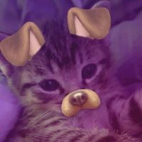 recitoucat